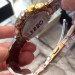GUARDO(5-6080w) Жіночий наручний годинник